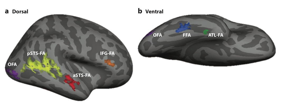 Face Areas